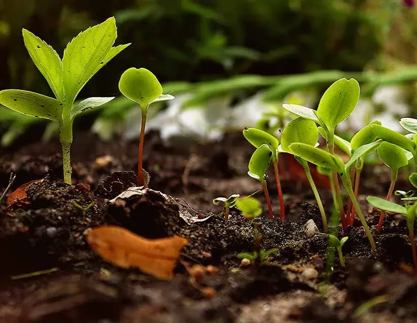Jeunes pousses sortant d'une terre riche en humus au potager