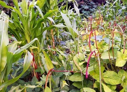 Parcelle cultivée en permaculture, maïs et plantes compagnes mêlés